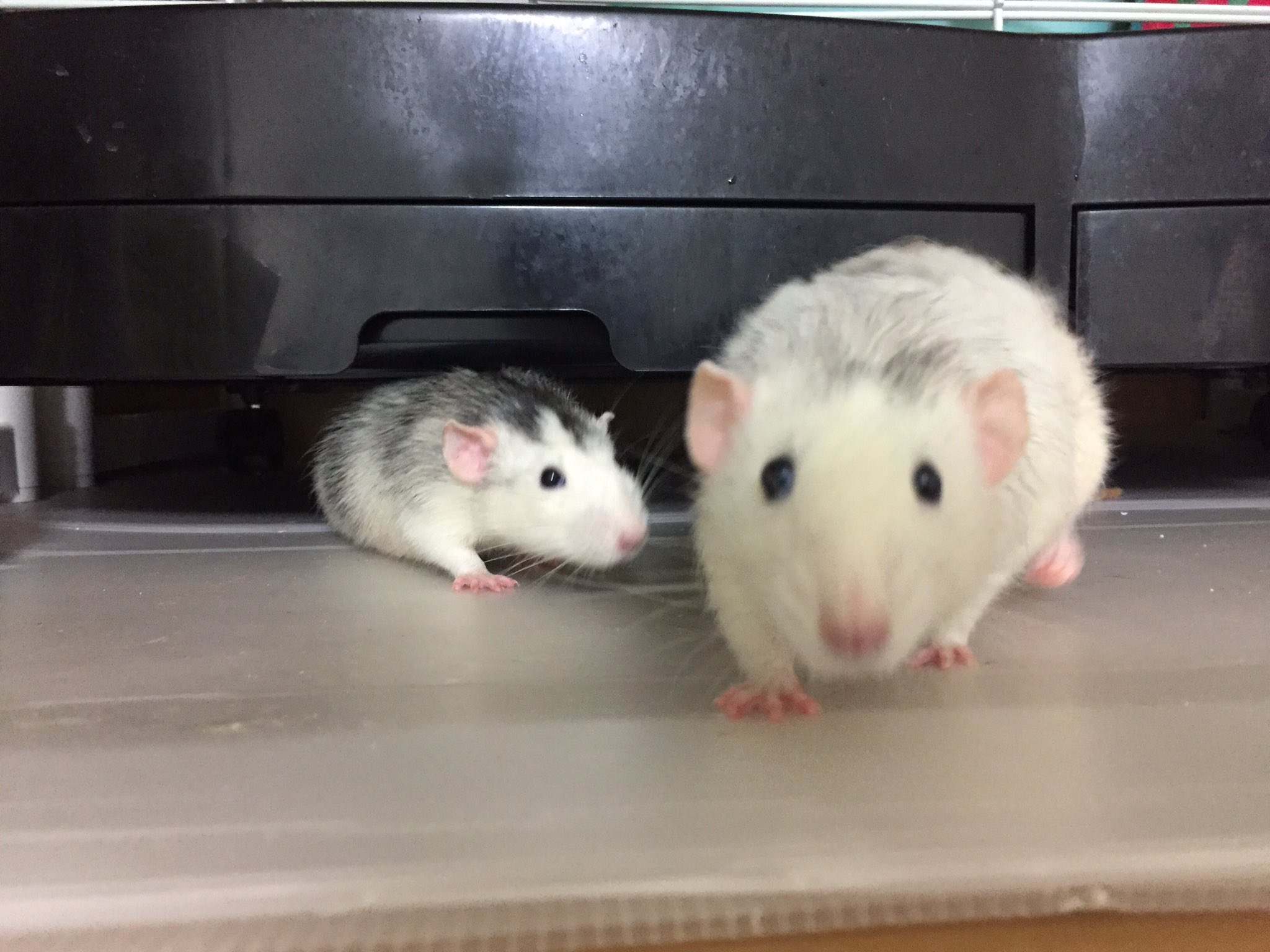 テラ Amz 神様に謝った 餌の袋に入っていた 脱酸素剤エージレス 餌入れに入ったのを取り除くのを忘れていてジジポンが齧って少なからず食べてしまった様子 調べてみると鉄分やビタミンcで作られているらしく 食べてしまっても無害 脱