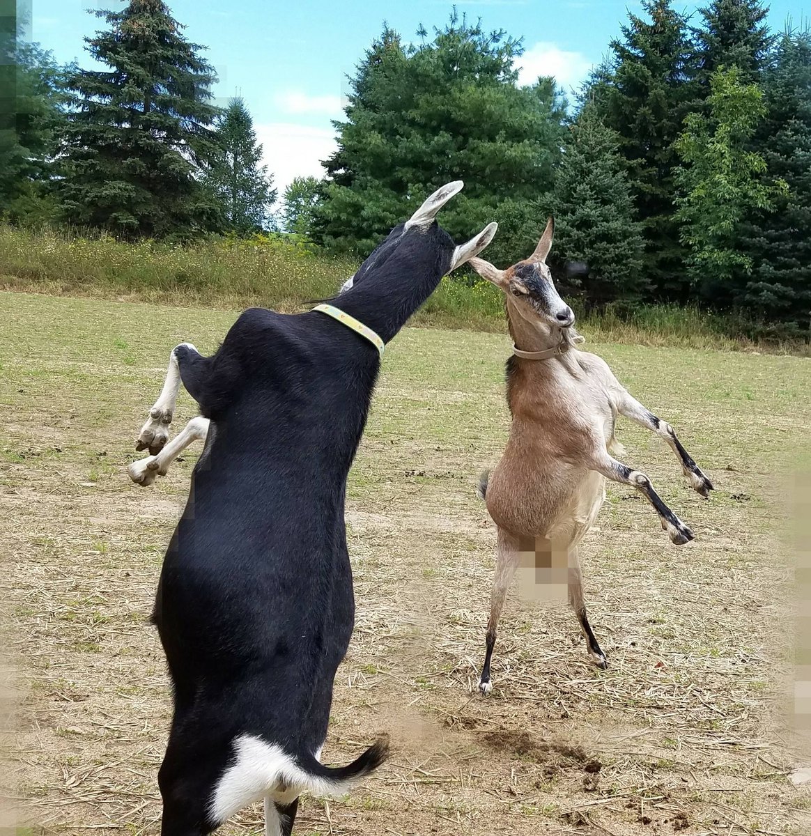 As a goat I want to dance with my herd (occasionally) so that they know how happy I am to work with them.

Pic: @JodyJunebug_64