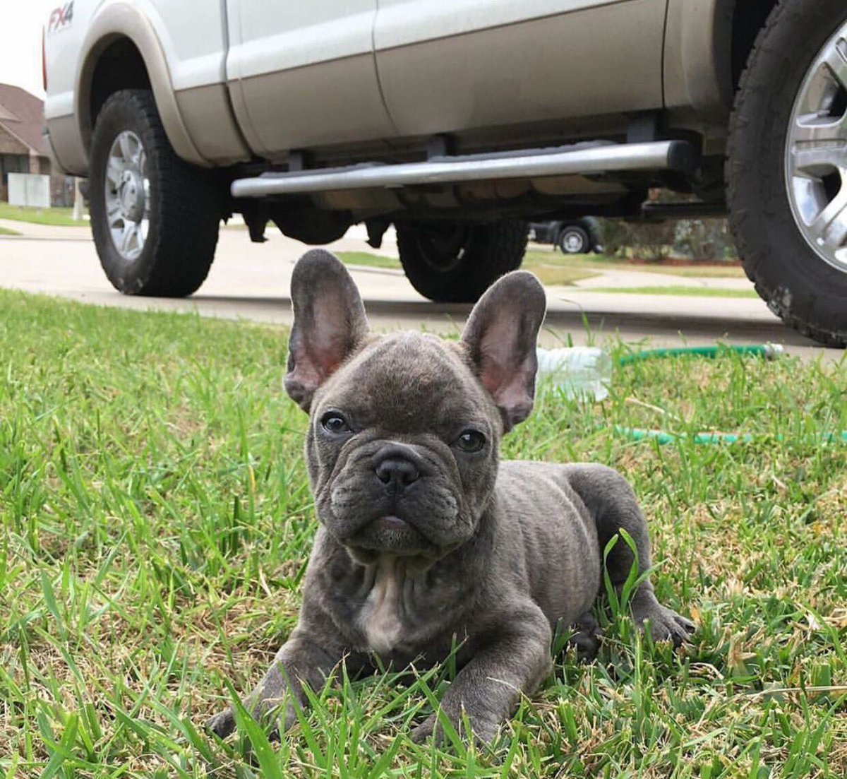 DRODiWorld's tweet photo. DRODi the Frenchie #mascot #DRODi #DRODiWorld #DRODiTeam https://t.co/uJ8FJ2Vzdi