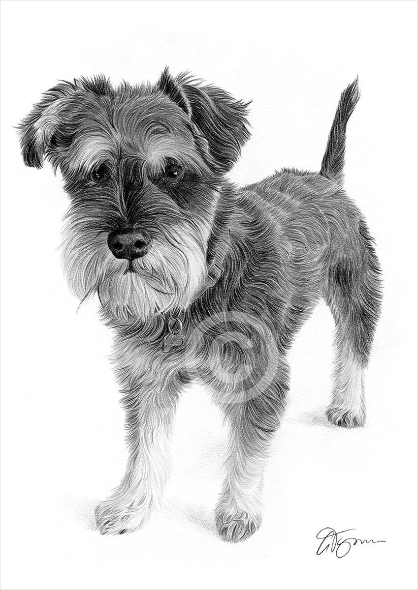 garytymon's tweet photo. A4 pencil commission of a Schnauzer puppy, completed with black and grey watercolour pencil. https://t.co/8yLP0HIWOZ