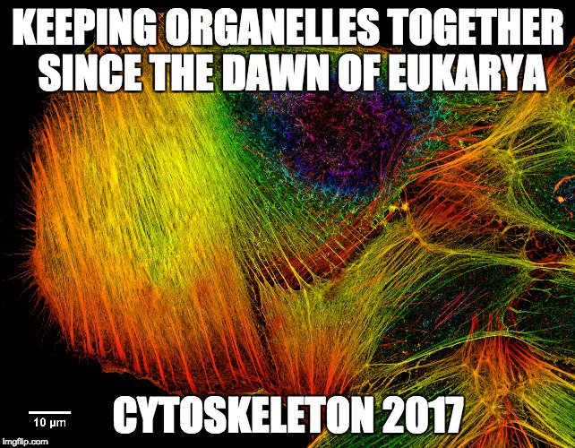Got_Structure's tweet photo. We've been doing it for billions of years. Why stop now? Let us support you through the 2017 election #Cytoskeleton #organelleelection2017 https://t.co/q3vzasmWQV