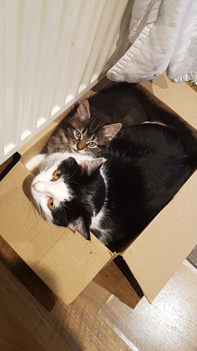 JolieAdams8's tweet photo. @OMGitsfirefoxx Chester and Mogwai!! https://t.co/wNoqdsNR1L