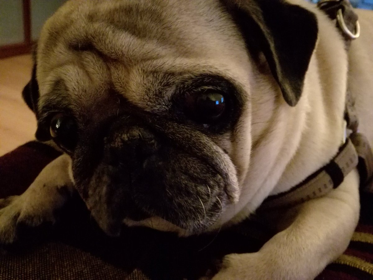 Ritas_Realms's tweet photo. My little one... #pug #puglife #maninblack #shecantalk #cute #relax #balance #lifestyle #mopsz https://t.co/2LQ2gLpjb1