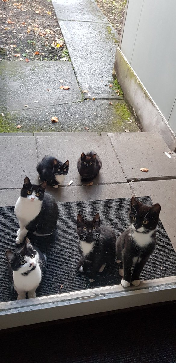 TCDArtCurator's tweet photo. Early start today commenced with v hungry kittens reminding me Hallowe'en is near & the day ended with office seige by #trinitykittens 🤣 https://t.co/AE6ov6moZT
