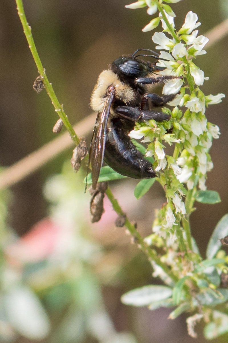 #DYK dead stems left on plants over winter make ideal solitary bee nesting sites? Learn more yourleaf.org/sites/yourleaf… #BeesLoveTrees <a href="/opg/">Ontario Power Gen</a>