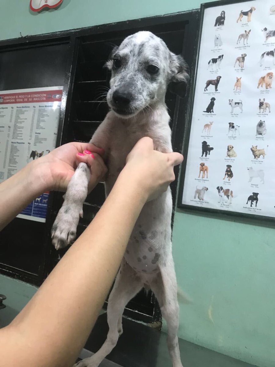 Ema tiene hasta el miércoles para encontrar hogar y nadie se ha interesado por ella. Es URGENTE que tenga su 🏘, abre tu ❤️ y adopta. En Baq