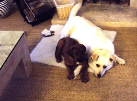 CommunityRamble's tweet image. It’s Official communityramblings.wordpress.com/2017/10/02/its…