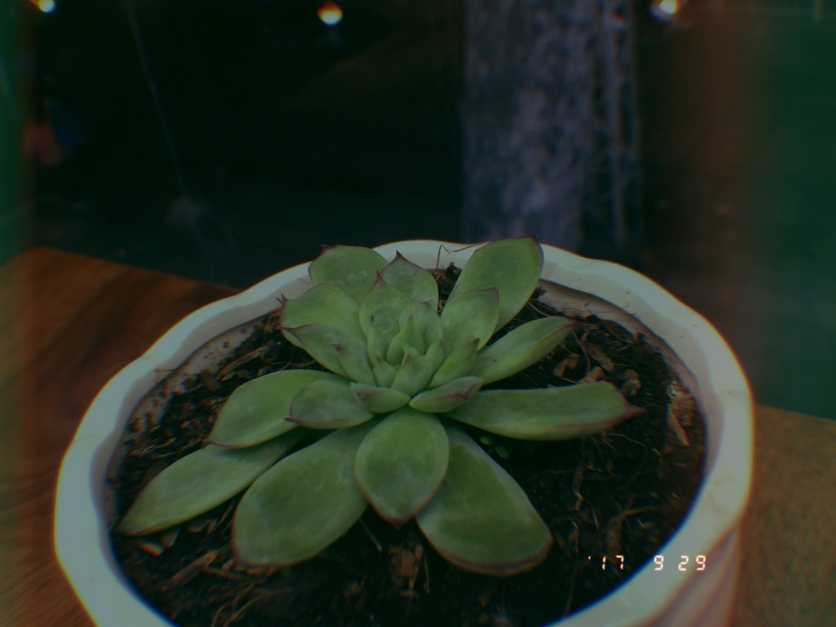 qleeeeeeee's tweet photo. #gudakcam #Flowers #lonely https://t.co/aP7sDAtG1p