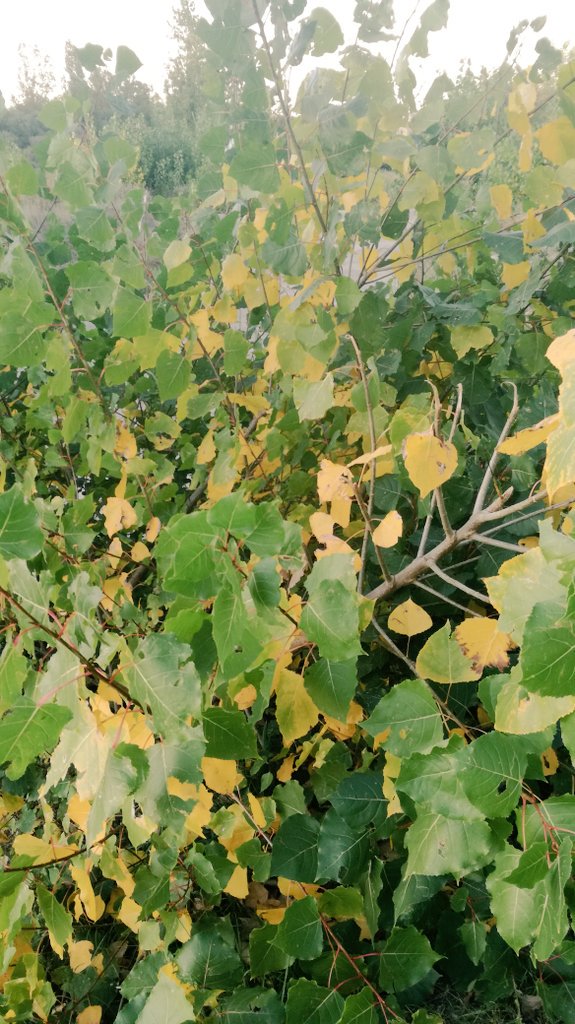 El otoño se hace esperar.........