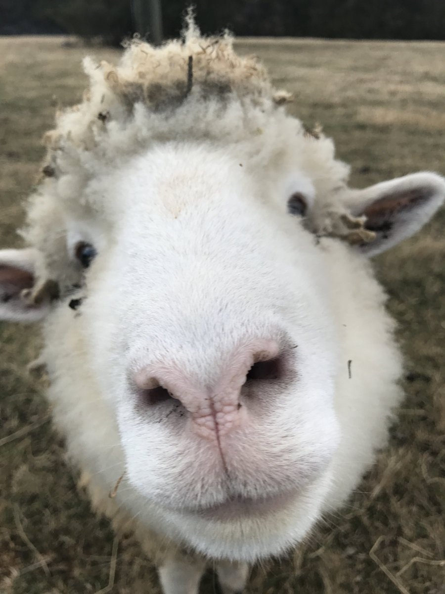 MonroeHighland's tweet photo. Happy fall to ewe! Come enjoy the cooler weather with our very friendly sheep! #sheepseason https://t.co/dKpHyxtiIa