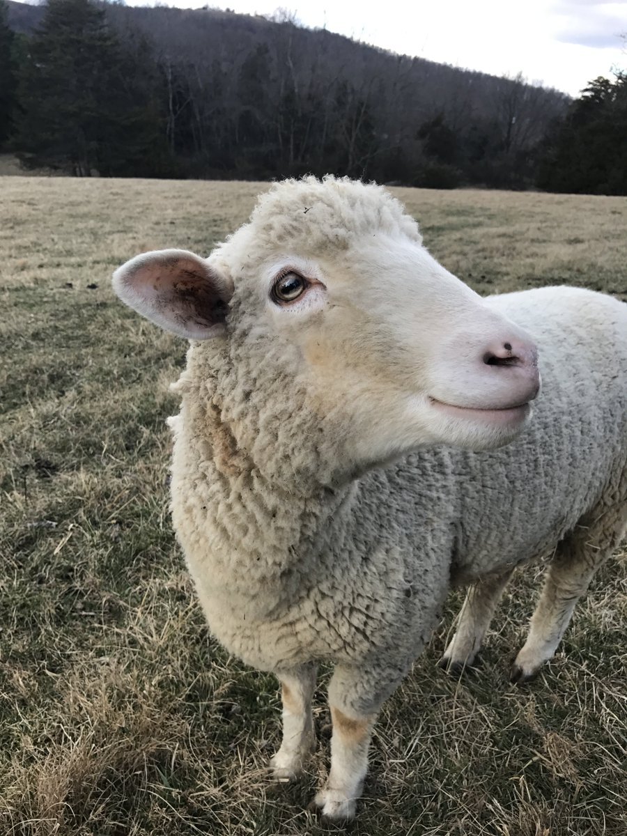 MonroeHighland's tweet photo. Happy fall to ewe! Come enjoy the cooler weather with our very friendly sheep! #sheepseason https://t.co/dKpHyxtiIa