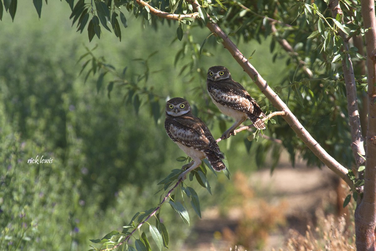 GGBirdAlliance's tweet photo. What's cuter than one Burrowing #Owl? TWO! Photographed in Davis by Rick Lewis. https://t.co/whWFgPbgrj