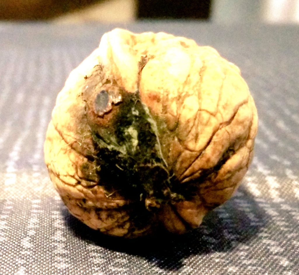 MagBoiss's tweet photo. La #bacteriose du #noyer‚ une maladie causée par la #bactérie  Xanthomonas campestris p.v. juglandis #agriculture #nuciculture @Inra_France https://t.co/w6k5IRmFMM