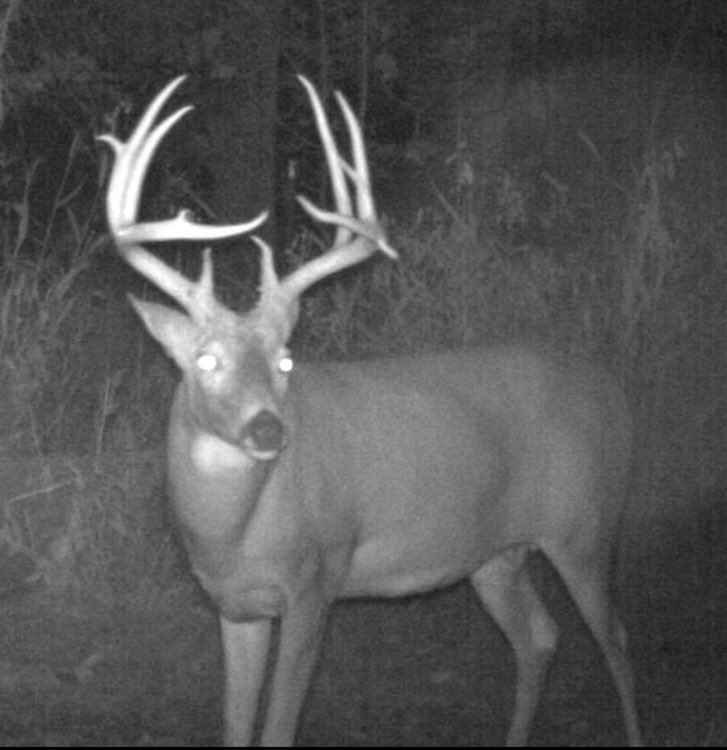 HuntingStories's tweet photo. Pretty decent 3 yr old. Going to be a hard pass. Oklahoma https://t.co/2LjaFPCiaN