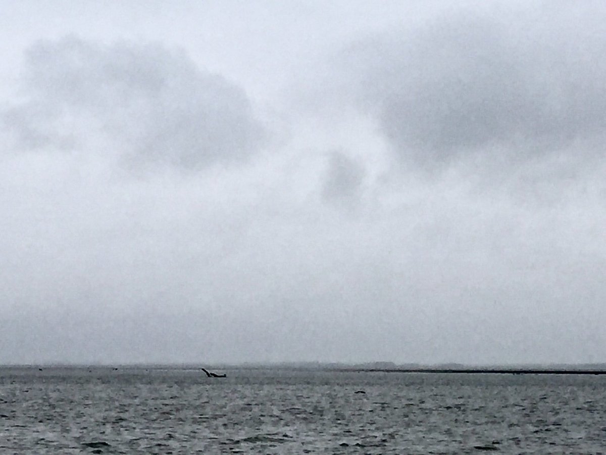 HudsonBayWQMS's tweet photo. Defeated trying to #water sample in #NetleyLake on this blustery day. #seiche #mudflats #tooshallow #needanairboat https://t.co/FOhgPuhmho