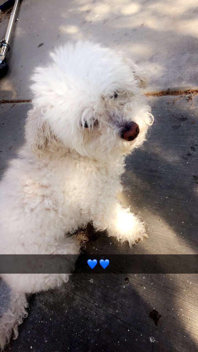 saaraaii___'s tweet photo. PLEASE!!!! Help me find my baby she was last seen on 10th street and Ave Q she was getting groomed and the lady accidentally let her go💔 https://t.co/VUyGy0wLsq