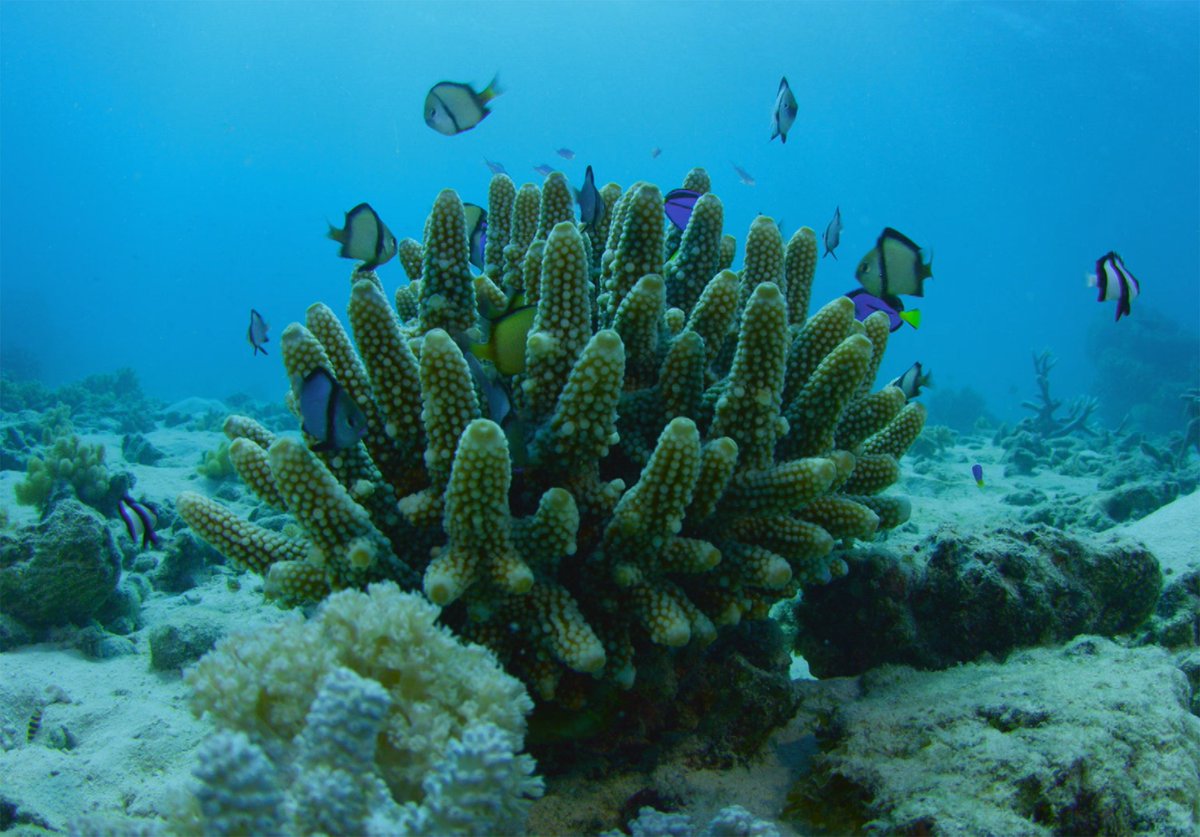 aims_gov_au's tweet photo. TONIGHT/@ABCTV/ 8:30pm: @ABCcatalyst episode hosted by @DrEmmaLJohnston: 'Can we save the Reef?' feat. AIMS/@unimelb researcher Dr van Oppen https://t.co/aHH4uTTXSY