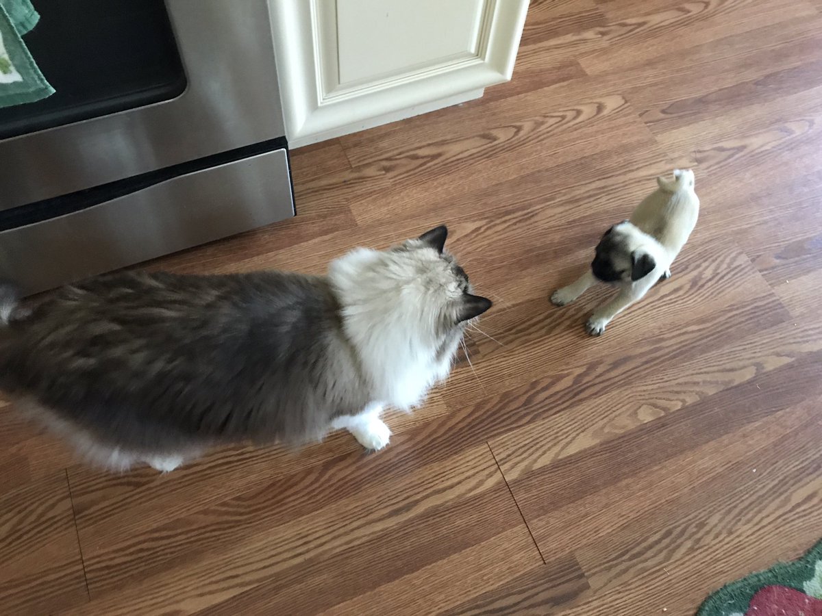What is this thing?