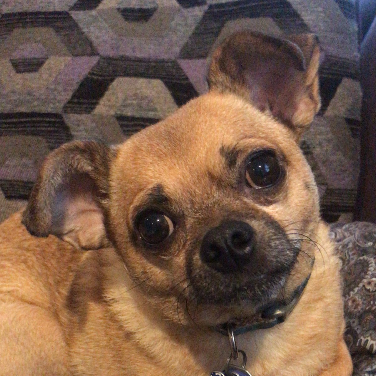 JayRoZee's tweet photo. Classic pug head tilt from our #chug #chihuahua #pug #rescuedog #spoiled @chugg_lyfe @MAPR_PugRescue https://t.co/fkyZB8HBW4