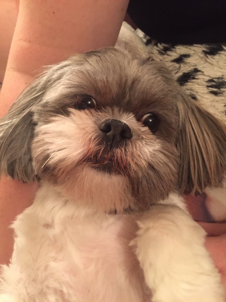 LIKE if you think my beautiful sister is a cutie!
There should be an option to Lick for us Twittering Dogs! #DogsOfTwitter #TwitteringDogs
