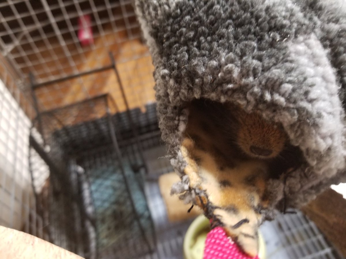 CherylBloomx's tweet photo. 着なくなった服で作ってもらったハンモック。
やっと入ってくれるようになった♡ https://t.co/JfpUBfl2rO