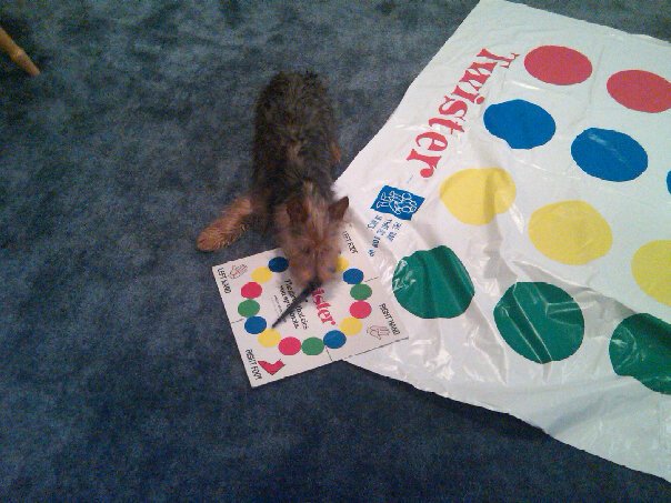 Charlie3Dog's tweet photo. Feeling ROWDY on a Monday. Twister is for everyone! #CharlieDog #Twister #dogsoftwitter https://t.co/fWZGqmwfYc