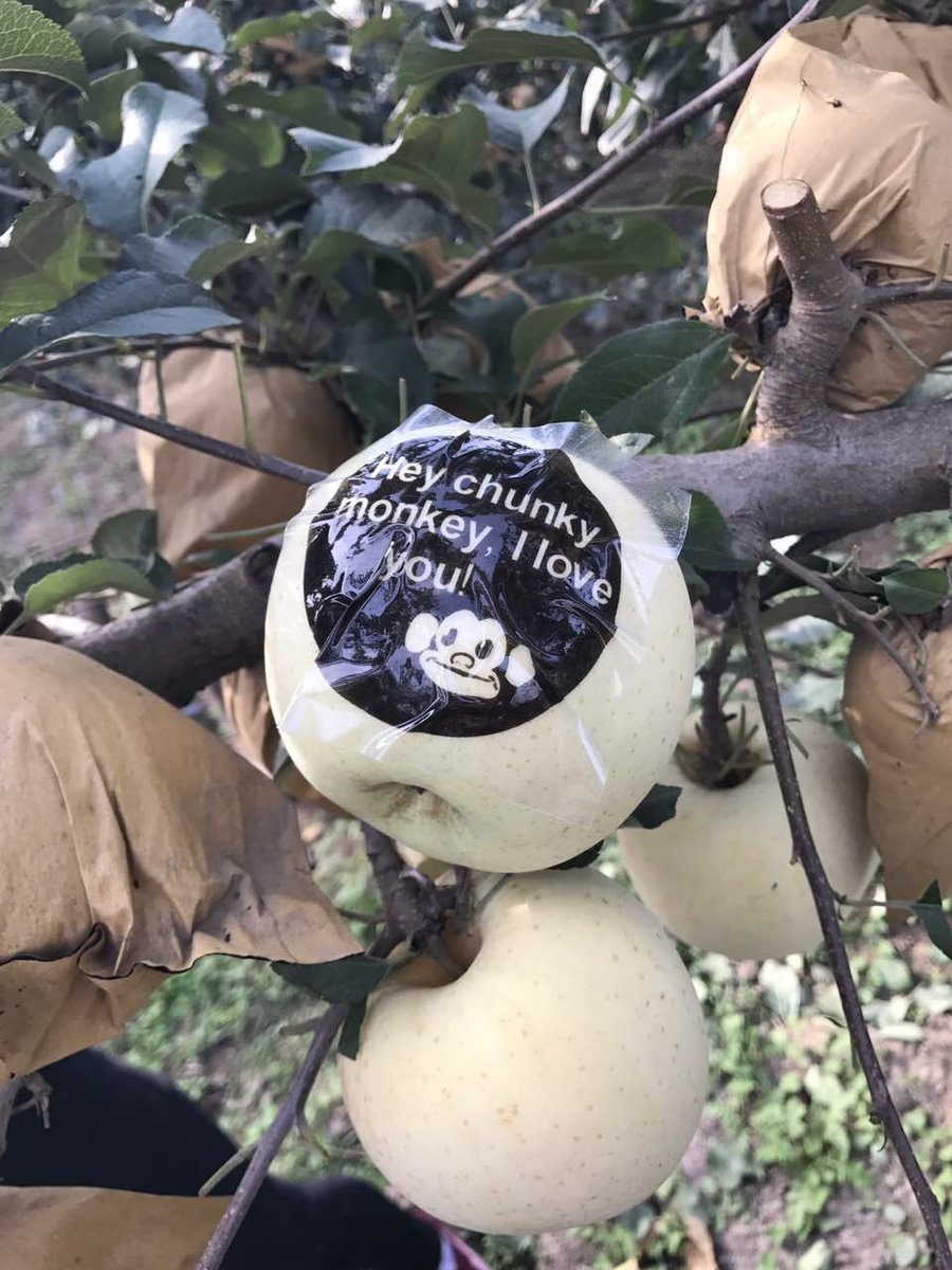 goOrchardDirect's tweet photo. Our Personalized Fuji Apple project: now you can design your own personal gifts. https://t.co/0lgLsTe6Co