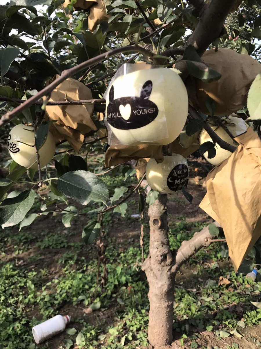 goOrchardDirect's tweet photo. Our Personalized Fuji Apple project: now you can design your own personal gifts. https://t.co/0lgLsTe6Co