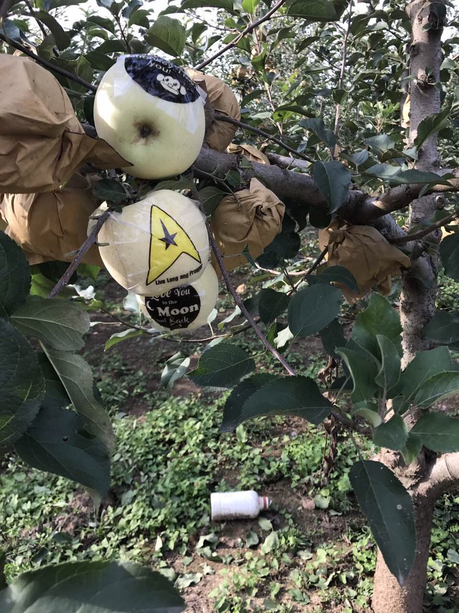 goOrchardDirect's tweet photo. Our Personalized Fuji Apple project: now you can design your own personal gifts. https://t.co/0lgLsTe6Co
