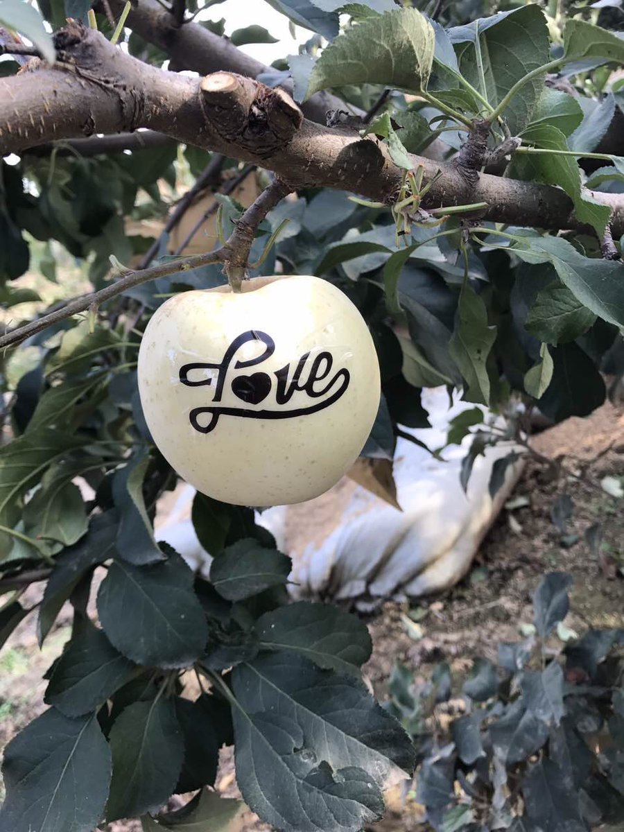 goOrchardDirect's tweet photo. Our Personalized Fuji Apple project: now you can design your own personal gifts. https://t.co/0lgLsTe6Co