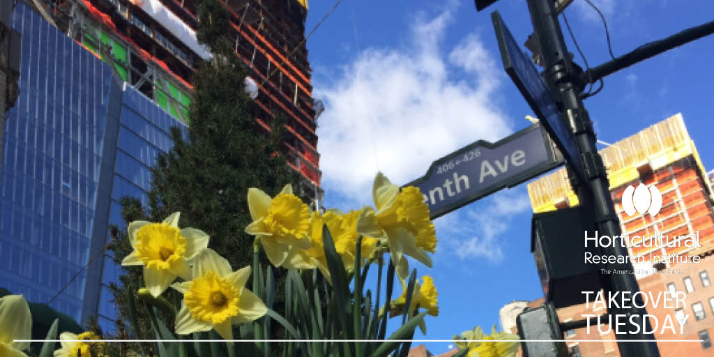 HortResearch's tweet photo. ...to benefit individuals, communities and environment. #ConsumerHort #TakeOverTuesday #HortResearch #Daffodils https://t.co/yB0sHzGtw3