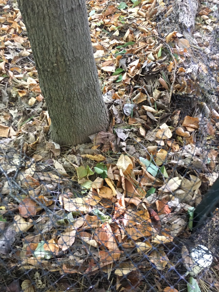 c_bonasera_LU's tweet photo. Surveyed some area in #ees152 today 🌿🌱 https://t.co/Ig1iiVALOd