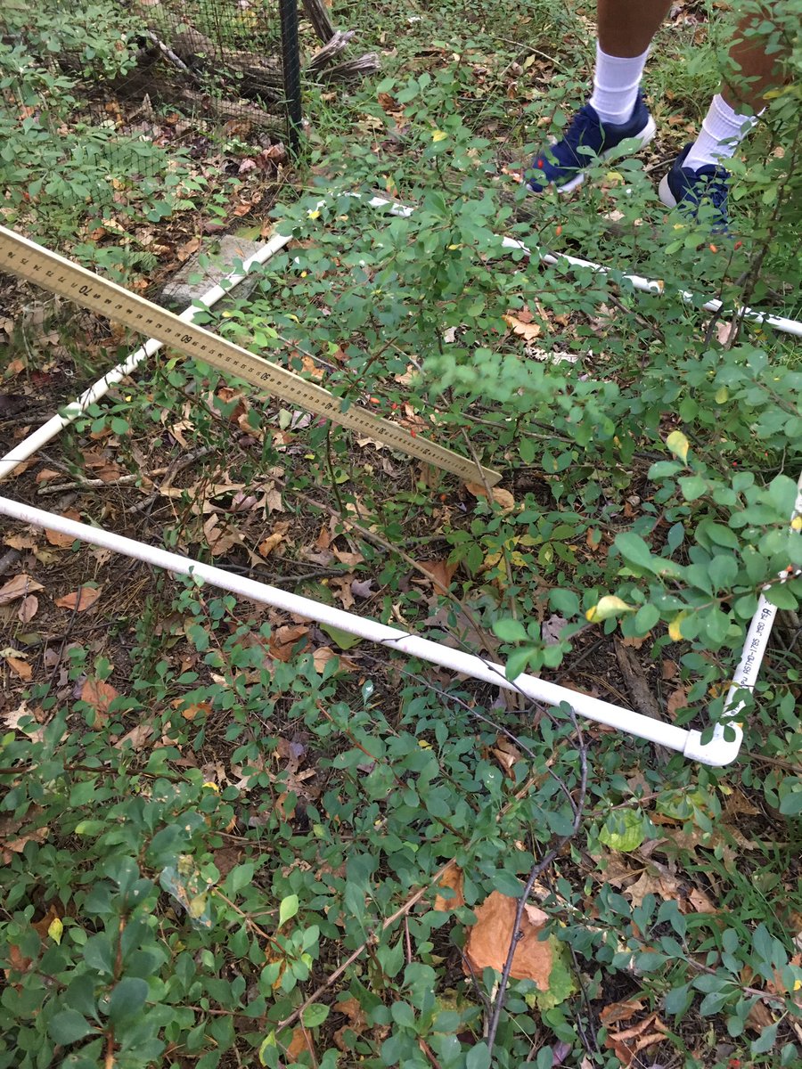 c_bonasera_LU's tweet photo. Surveyed some area in #ees152 today 🌿🌱 https://t.co/Ig1iiVALOd