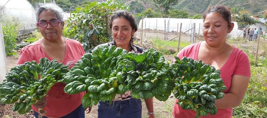 worldrenew_lamt's tweet photo. #Givethanks for vegetable growing methods in Honduras! https://t.co/9mdXSbLR9v #ChangingtheStory #Honduras #RenewCrewBlog #Geisterferblog https://t.co/9c8CrtqmRx