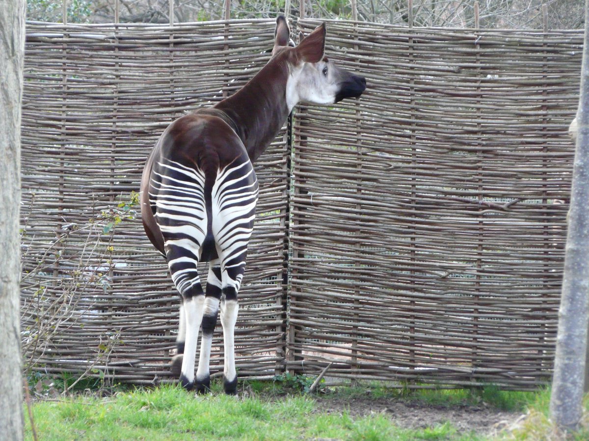 Leolupus's tweet photo. @am_anatiala If you want butt, BEHOLD! The fabulous stripy butt of the okapi! #wildbum #okapi https://t.co/uMDUdtlpQR