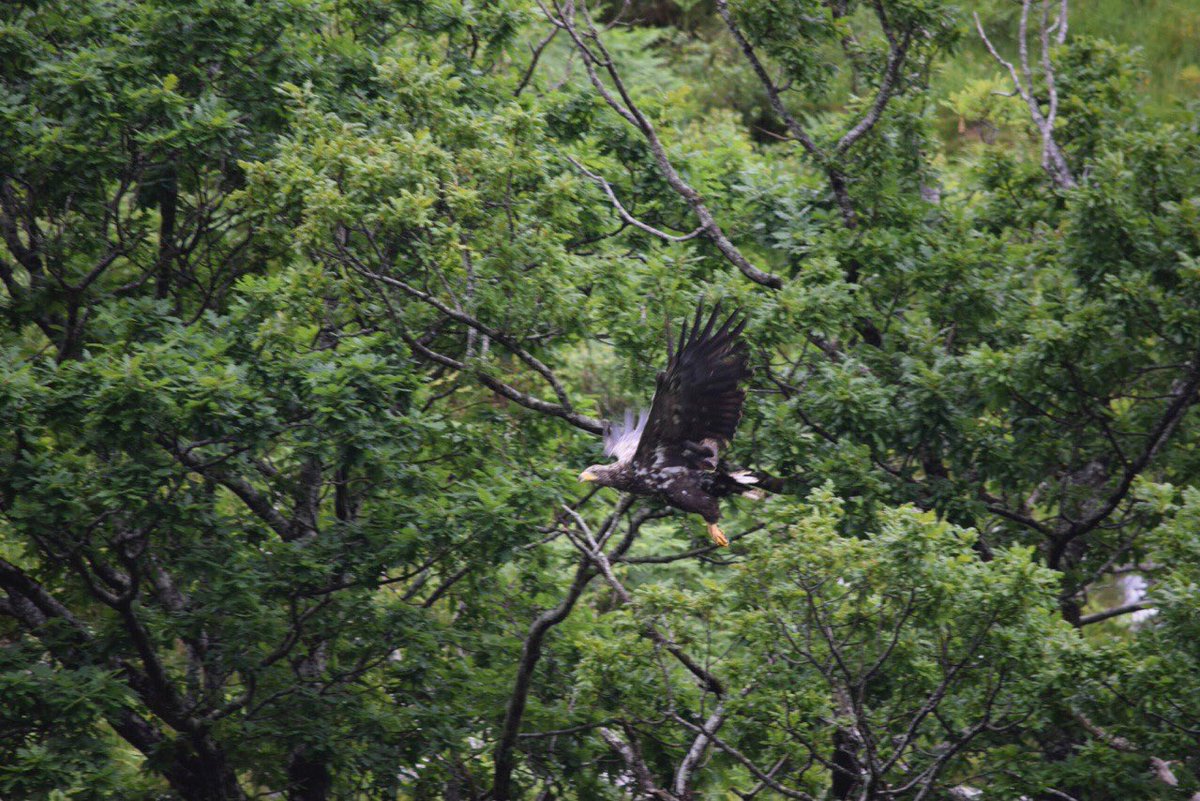 It's not very often we get close with our vessel to capture a respectable photo #eagle #knoydart <a href="/MinchAdventures/">Minch Adventures</a>
