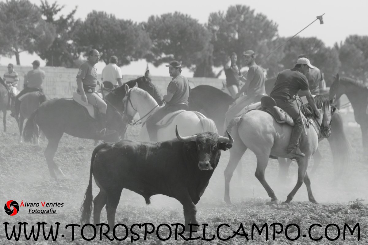 TOROSXELCAMPO's tweet photo. El Casar (Gu) Encierro por el campo. Jueves, 07 de Septiembre de 2017 Ya disponible en:  https://t.co/MomCgAWWTi https://t.co/sBqWzHAxQI