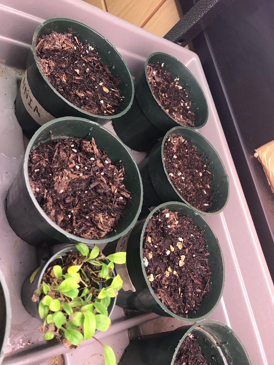 da_steps2save's tweet photo. restarting the garden🌱 https://t.co/hfokWM97dg