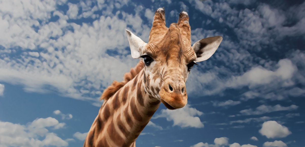 BestDayInDenver's tweet photo. Dobby the baby #giraffe to remain at #Denver Zoo. There's always something to see @Denverzoo https://t.co/y0SXhx1ExZ https://t.co/7LqEsTNGDP
