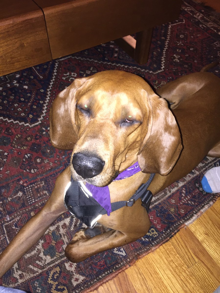 treatntrain's tweet image. Meet Willis #cutie #selfcontrolissues #rewardbasedtraining @DekensVet