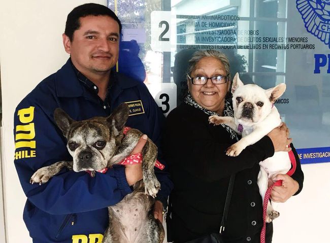 Detectives recuperan dos Bulldog Francés robados desde vivienda en Algarrobo → bit.ly/2hJ57XO