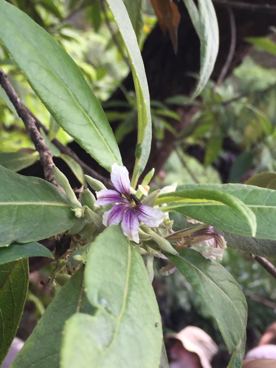 CnsrvHI's tweet photo. Poamoho Trail #nativeplantsofhawaii #botanyfieldtrip https://t.co/5seBE5mfvn