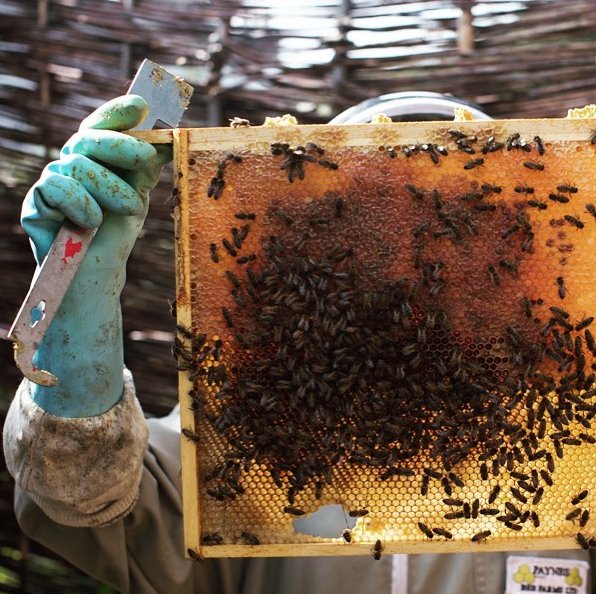 bee_potion's tweet photo. We recently met up with #blogger Daniela. Have a read of her blog https://t.co/n5prl97vk8 #beepotion #bees #beekeeping #skincare https://t.co/W3Eq0aS3xN