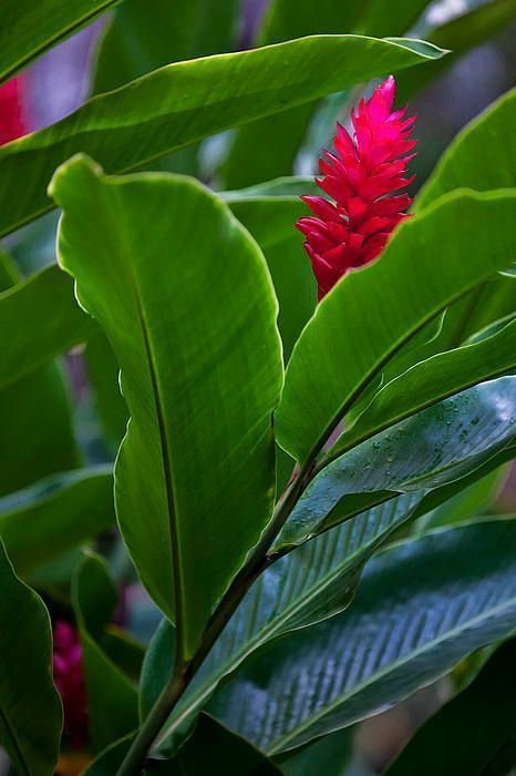 ImagesByJonEvan's tweet photo. Art for your Home https://t.co/YxPU5j4Q97 #flower #tropical #hawaii #Home,#canvasprints,#gifts,#shopping #Office https://t.co/7k1wLYXg0E