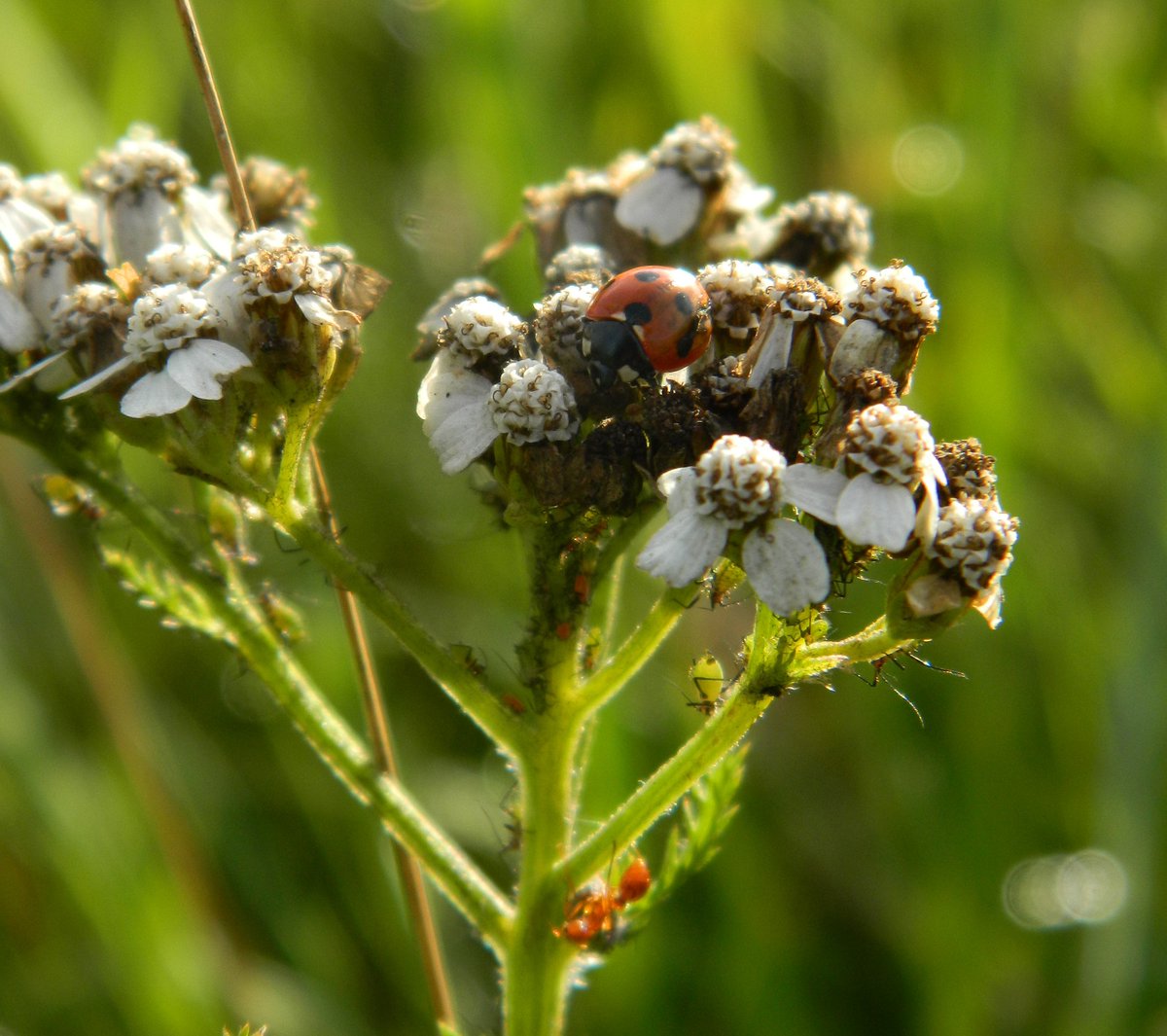 Reefpaths's tweet photo. “More than meets the eye – nature in miniature on #TunstallHills &amp; loved learning about the detail: https://t.co/ooUXv0cegR @THPG1 @Britnatureguide https://t.co/rQ6BBvOVSZ