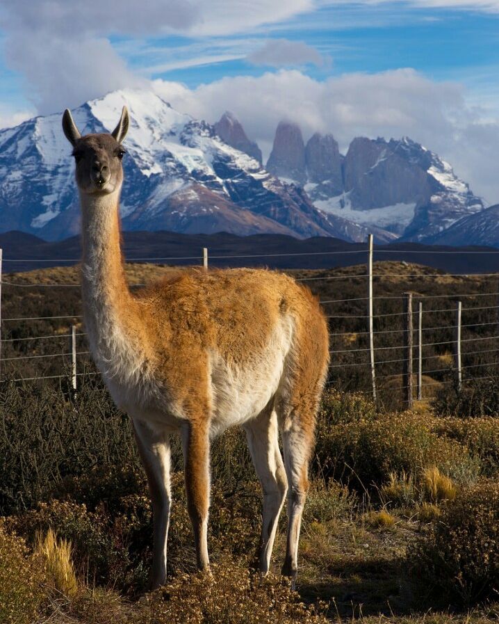 The perfect tour guide to discover the Torres del Paine is one who lives in it. (via fdiazcelery | IG)
