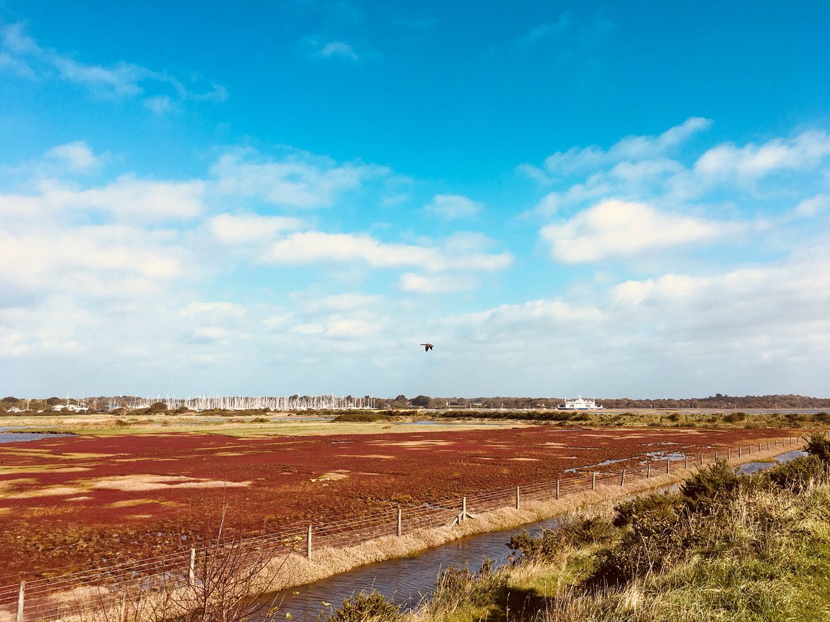 NatashaBarret18's tweet image. Magical time inc meeting a #barnowl #Hampshire #Lyminton. Brill that @RobGMacfarlane @JackieMorrisArt are ensuring kids learn about #nature