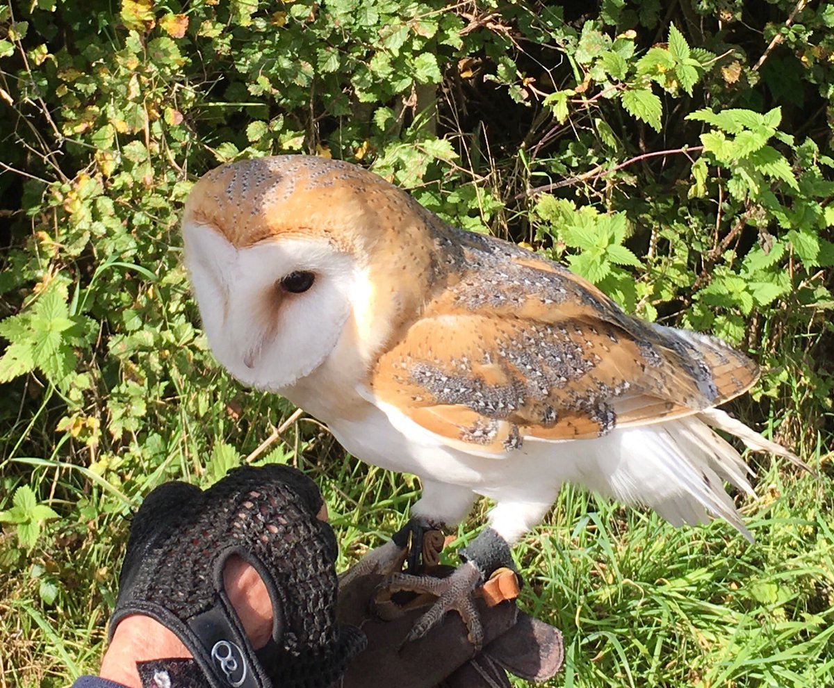NatashaBarret18's tweet image. Magical time inc meeting a #barnowl #Hampshire #Lyminton. Brill that @RobGMacfarlane @JackieMorrisArt are ensuring kids learn about #nature