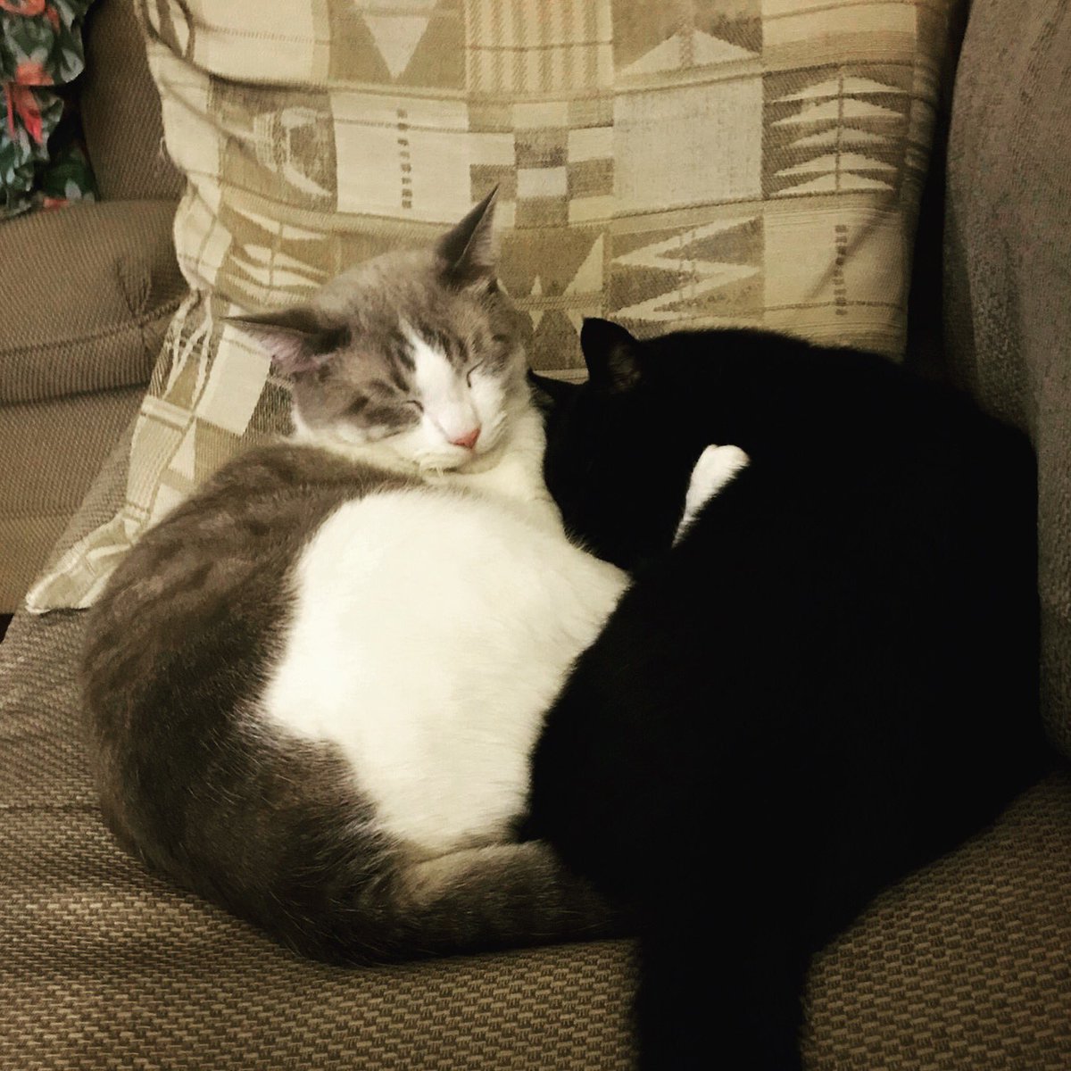 Mil_Pets_Alive's tweet photo. When bad events happen in the world, #hug your pets, friends &amp; family tighter. Condolences to all affected by the Las Vegas shooting. https://t.co/QC289WxsaB