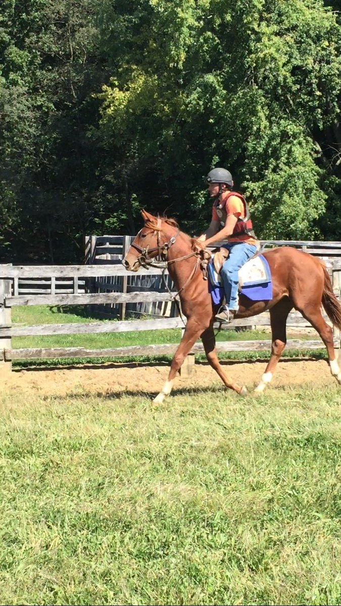 MerrylandFarm's tweet photo. Flat work makes the dream work! #yearlings #training https://t.co/9WD4J7rfs6
